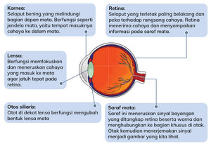 Bagian dalam mata
