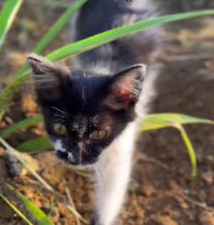 Oreo si Kucing lucu