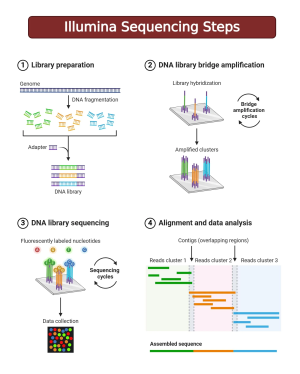 Illumina Sequencing